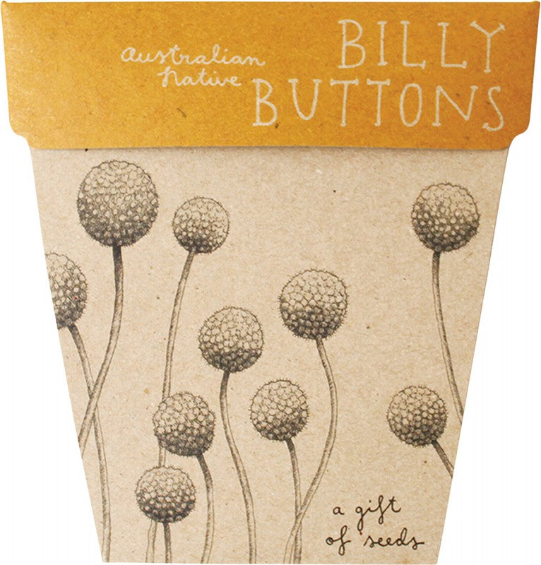 SOW 'N SOW Gift Of Seeds  Billy Buttons 1