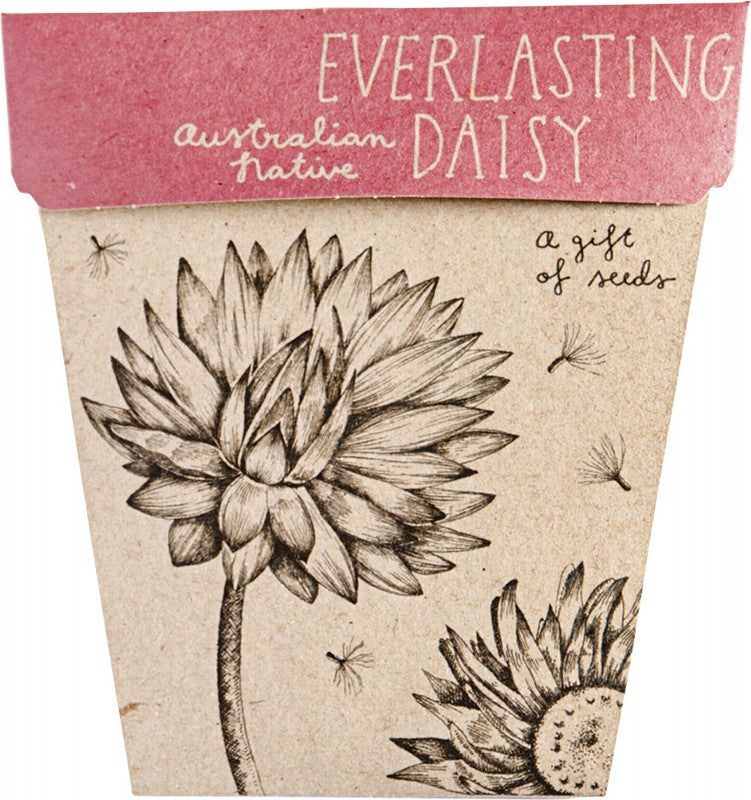 SOW 'N SOW Gift Of Seeds  Everlasting Daisy 1