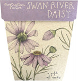 SOW 'N SOW Gift Of Seeds  Swan River Daisy 1